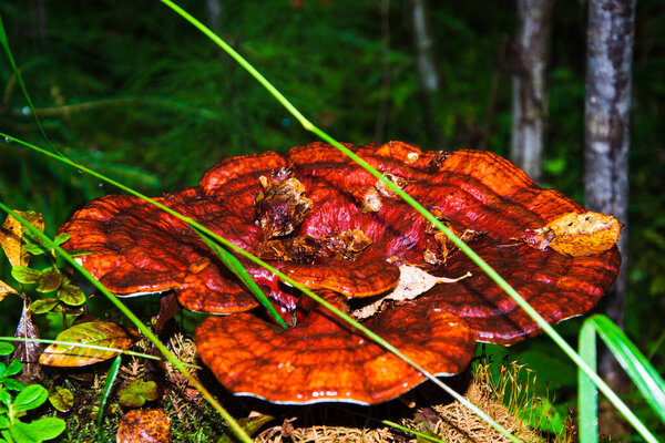 Close-up of a beautiful orange mushroom toadstool on an old tree stump in the northern forest. The beauty of nature in all forms. Background blurred