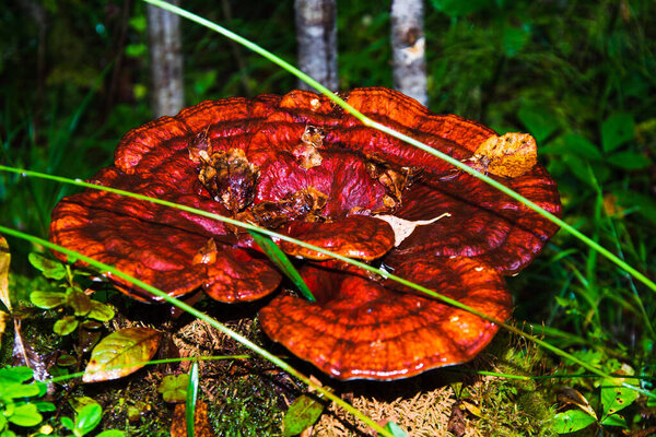 Close-up of a beautiful orange mushroom toadstool on an old tree stump in the northern forest. The beauty of nature in all forms. Background blurred