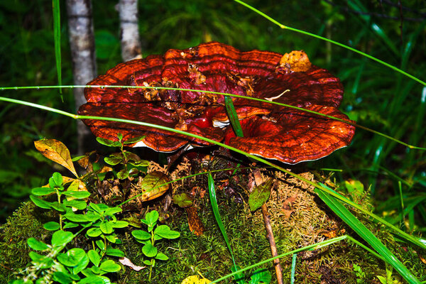 Close-up of a beautiful orange mushroom toadstool on an old tree stump in the northern forest. The beauty of nature in all forms. Background blurred