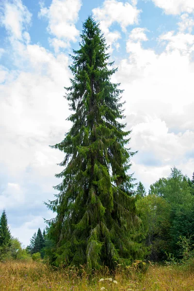 Huge Spruce Meters 130 Feet High Blue Sky Clouds Northern — Stock Photo, Image