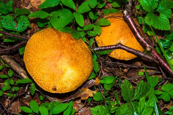 포르시니 버섯은 때때로 투스라고도 불리는데 맛있는 가운데 하나입니다 버섯따기 영감을 — 스톡 사진