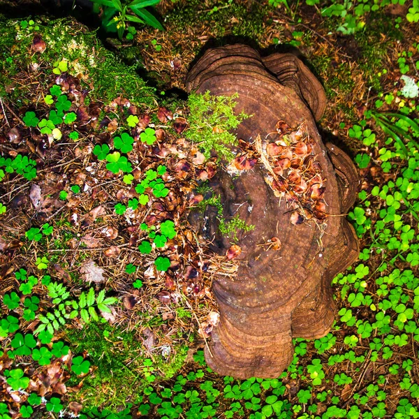 Ormandaki Huş Ağacının Kabuğunda Yetişen Chaga Olarak Bilinen Bir Mantar — Stok fotoğraf