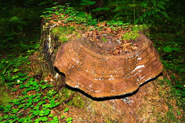 Ένα Μανιτάρι Γνωστό Τσάγκα Οποίο Αναπτύσσεται Φλοιό Σημύδας Στο Δάσος — Φωτογραφία Αρχείου