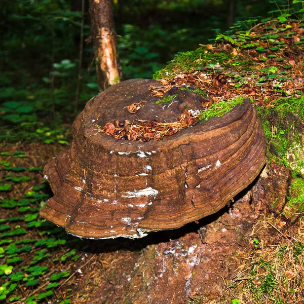 Cogumelo Conhecido Como Chaga Que Cresce Casca Bétula Floresta Usado — Fotografia de Stock