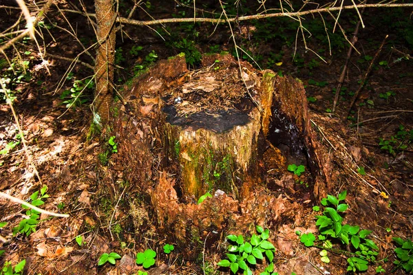 Veduta Vecchio Ceppo Pino Bruno Insolito Resti Albero Abbattuto — Foto Stock