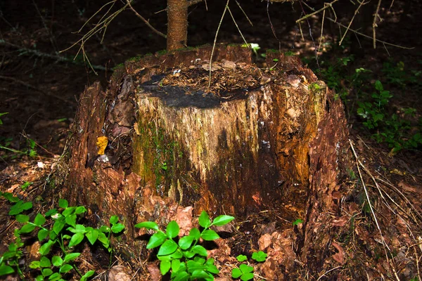 Vista Velho Tronco Pinho Marrom Incomum Restos Uma Árvore Derrubada — Fotografia de Stock