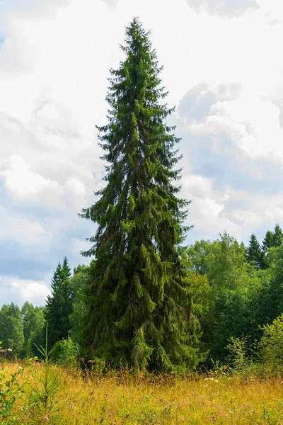 Huge Spruce Meters 130 Feet High Blue Sky Clouds Northern Stock Picture