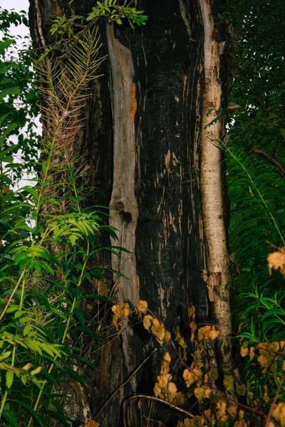 Alberi Morti Nella Foresta Tronco Albero Rotto Fulmine Colpito Gli — Foto Stock