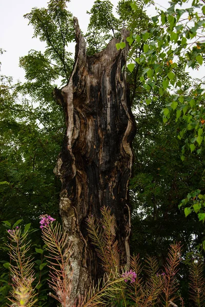 Árvores Mortas Floresta Tronco Árvore Partido Relâmpago Atingiu Árvores Grama — Fotografia de Stock