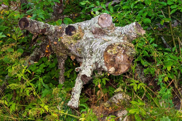 Árvores Mortas Floresta Tronco Árvore Partido Relâmpago Atingiu Árvores Grama — Fotografia de Stock