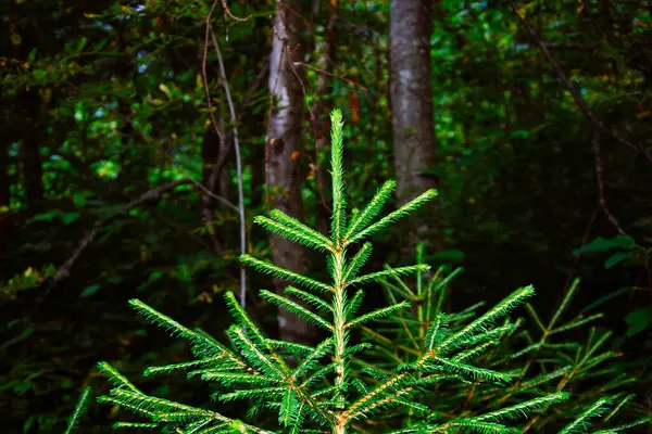 Jeune Sapin Noël Vert Sur Fond Forêts Nordiques Sauvages Mode — Photo
