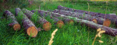 Orman çamları ve çam ağaçları. Kütük yığınları, kereste endüstrisi. Geniş bir daralma ya da ahşap gövde panoraması. Kırsal bölgelerdeki kereste fabrikasında odun yığını