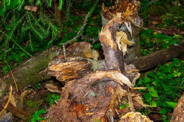 Alberi Morti Nella Foresta Tronco Albero Rotto Fulmine Colpito Gli — Foto Stock