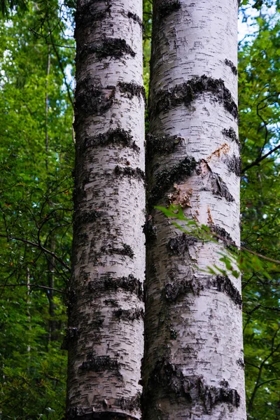 Uma Enorme Bétula Branca Dupla Uma Floresta Coníferas Contra Céu — Fotografia de Stock