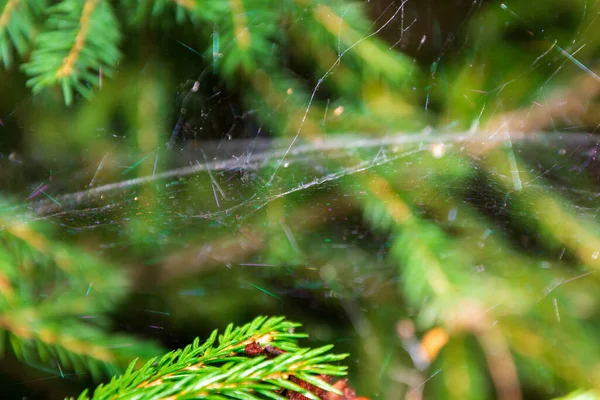 Magic multi-colored cobweb against the background of a coniferous forest. Copy space. Shallow depth of field. Background blurred