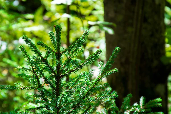 Young Green Christmas Fir Tree Background Wild Northern Forests Healthy — Stock Photo, Image