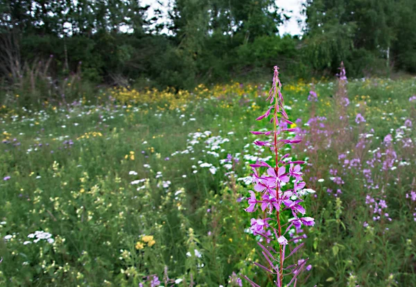 Planta Medicinal Fireweed Ivan Tea Crece Prado Contra Fondo Taiga — Foto de Stock