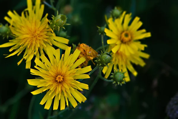 Krásná Žlutá Divoká Květina Pozadí Zelené Trávy Nízká Hloubka Pole — Stock fotografie
