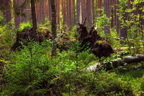 Magical Views Fallen Trees Wild Northern Forest Sun Shines Tall — Stock Photo, Image