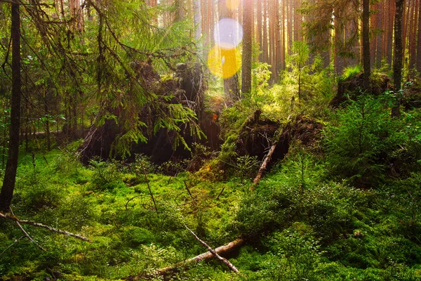 Magical Views Fallen Trees Wild Northern Forest Sun Shines Tall — Stock Photo, Image