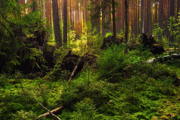 Magiczne Widoki Upadłe Drzewa Dzikim Lesie Północnym Słońce Świeci Przez — Zdjęcie stockowe
