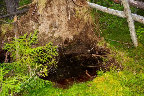 Korzenie Ogromnej Upadłej Sosny Tajdze Bagnach Krzewy Pysznymi Jagodami Leśnymi — Zdjęcie stockowe