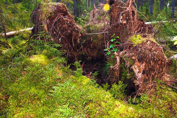 Korzenie Ogromnej Upadłej Sosny Tajdze Bagnach Krzewy Pysznymi Jagodami Leśnymi — Zdjęcie stockowe