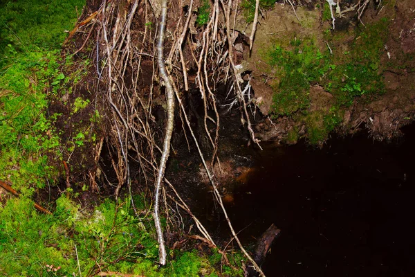 Radici Enorme Pino Caduto Nella Taiga Una Palude Cespugli Con — Foto Stock