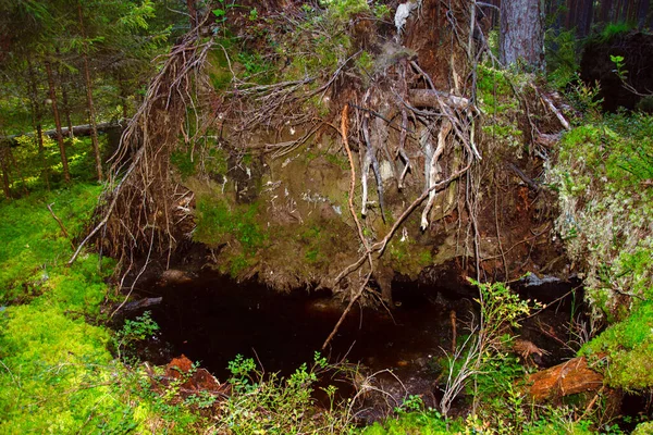 Die Wurzeln Einer Riesigen Umgestürzten Kiefer Der Taiga Einem Sumpf — Stockfoto