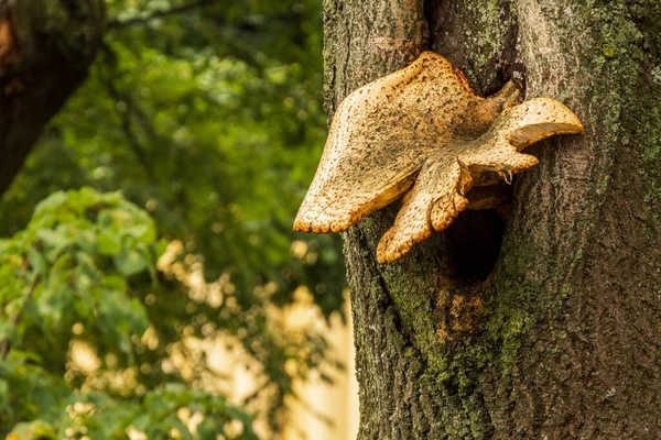 Cogumelo Árvore Chaga Antecedentes Turvos — Fotografia de Stock