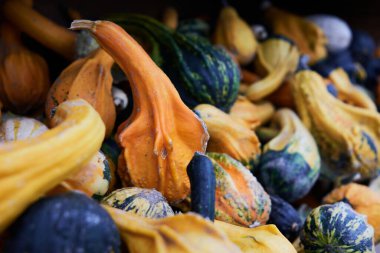 Küçük renkli kabak bolluğuna sahip ahşap bir vitrin tezgahının yakın çekim görüntüsü aynı zamanda acı elma veya kolocynth (Citrullus colocynthis) olarak da adlandırılır.)