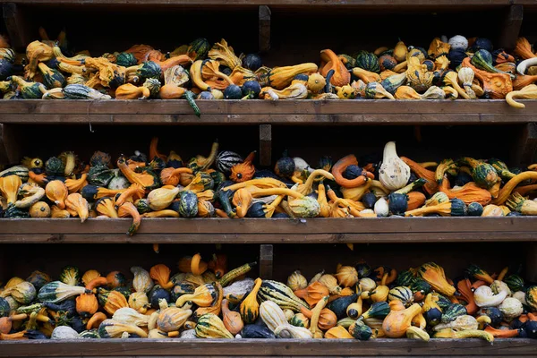 Bir ahşap ekran standının geniş açılı bir görüntüsü ve üç raf dolusu küçük renkli kabak aynı zamanda acı elma veya kolocynth (Citrullus colocynthis) olarak da adlandırılır.)
