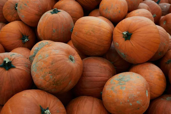 Cucurbita Maxima 'nın çiftçi pazarındaki parlak turuncu balkabaklarının yakın çekimi.