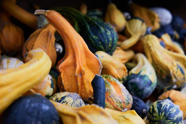 Küçük renkli kabak bolluğuna sahip ahşap bir vitrin tezgahının yakın çekim görüntüsü aynı zamanda acı elma veya kolocynth (Citrullus colocynthis) olarak da adlandırılır.)