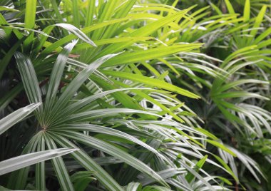 Bahçedeki yeşil ağaçlar