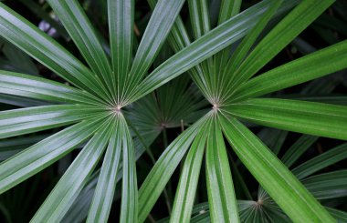 Bahçedeki yeşil ağaçlar