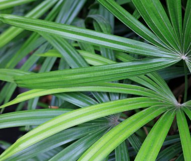 Bahçedeki yeşil ağaçlar