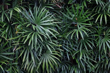 Bahçedeki yeşil ağaçlar