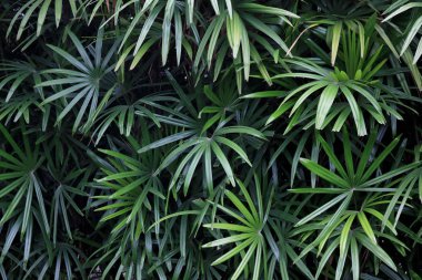 Bahçedeki yeşil ağaçlar