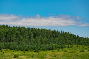 Yazın mavi gökyüzüne karşı uzun yeşil ladin.