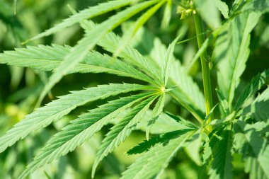 Yeşil kenevir yaprakları. Yakın plan, seçici odaklanma.