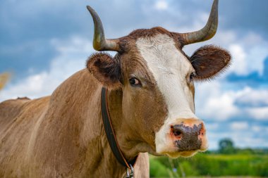 Bulutlu arka planda boynuzlu bir ineğin portresi, yakın plan, seçici odak