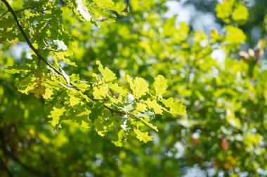 Yeşil meşe yapraklarının arkaplanı, seçici odak