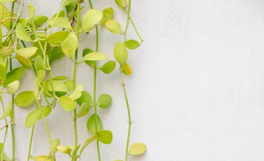 Beton duvar zemin üzerine yeşil bitki kapatın. 