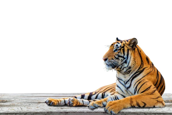 Nahaufnahme Tiger Isoliert Auf Weißem Hintergrund — Stockfoto