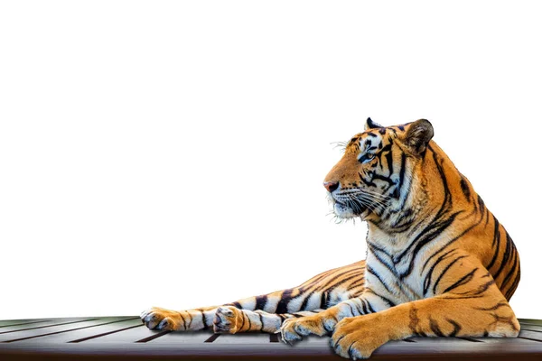 Close Tiger Isolated White Background — Stock Photo, Image