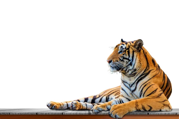 Закрыть Тигр Изолирован Белом Фоне — стоковое фото
