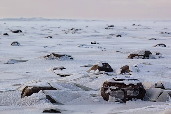 Gefrorene Küste Winter Mit Rissigen Eisbrocken Und Schwarzen Steinen Als — Stockfoto