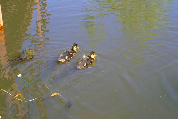 Canard Avec Deux Canetons Nage Dans Étang Ramasse Des Morceaux — Photo