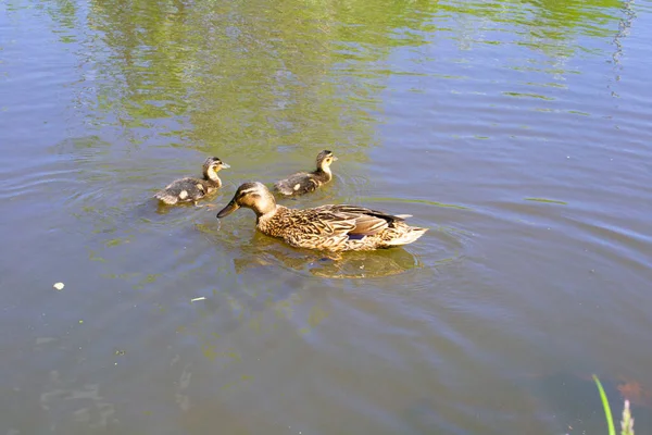 Canard Avec Deux Canetons Nage Dans Étang Ramasse Des Morceaux — Photo